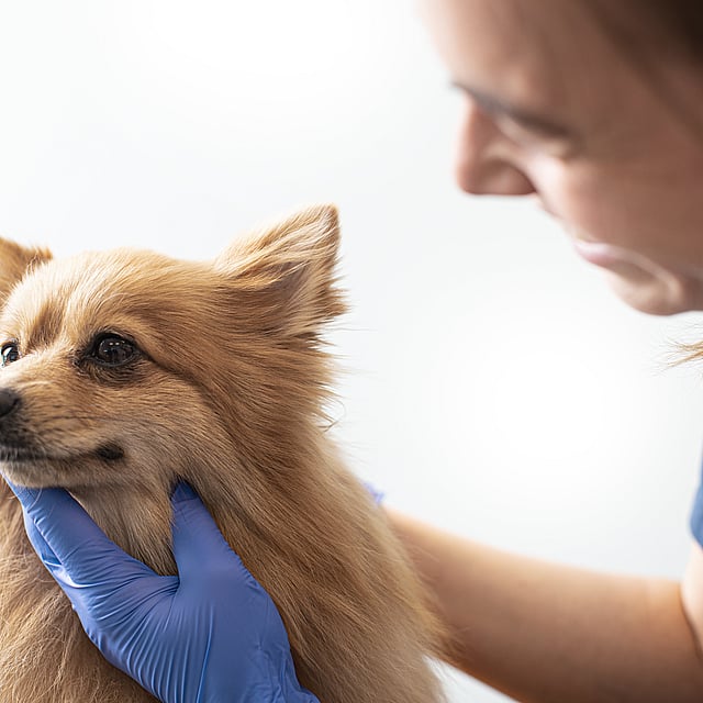 En person, der rører ved en hund.
