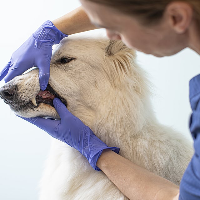 En person i blå handsker, der rører ved en hunds mund.