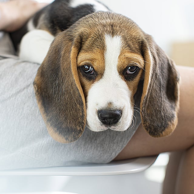 En hund, der ligger på en persons skød.