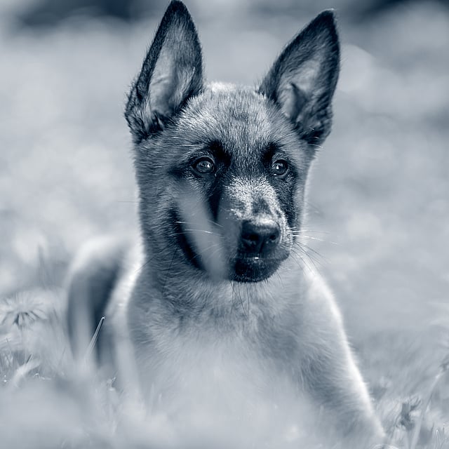 En hund, der ligger i græsset.