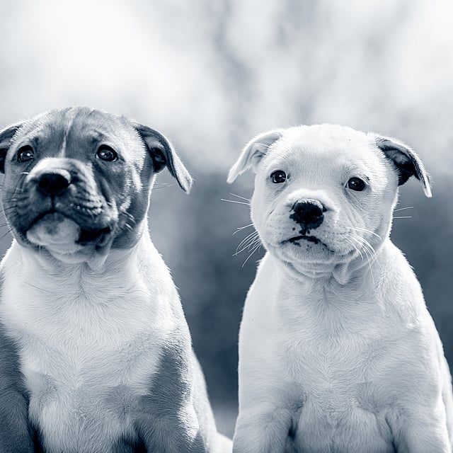 To hunde sidder ved siden af hinanden.