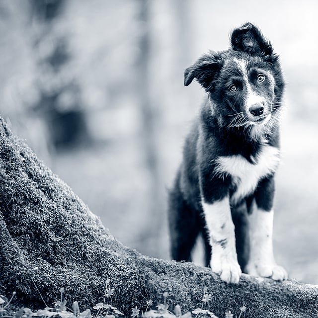 En hund, der står på en træstamme.