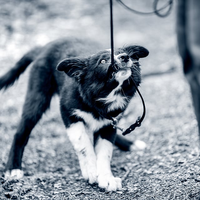 En hund i snor.