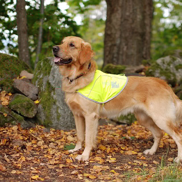 En hund, der står i skoven.