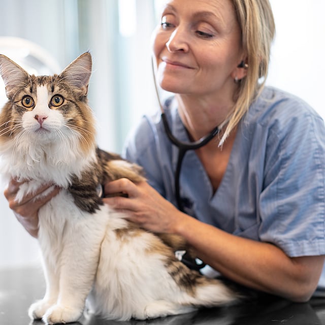 En person med stetoskop undersøger en kat.