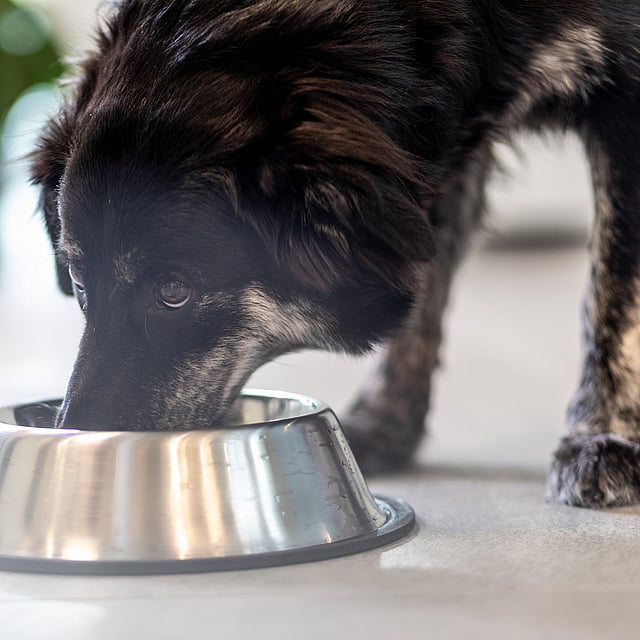 En hund, der spiser fra en skål.