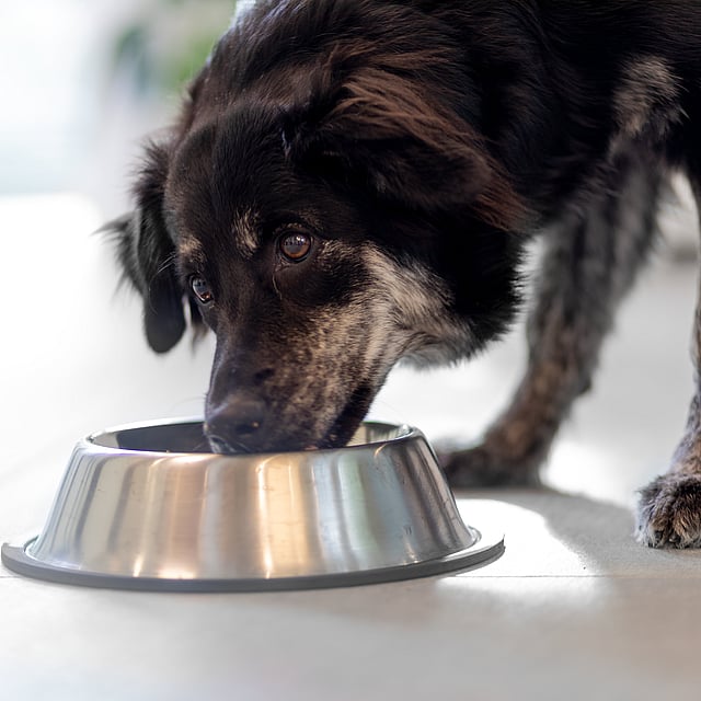 En hund, der spiser fra en skål.