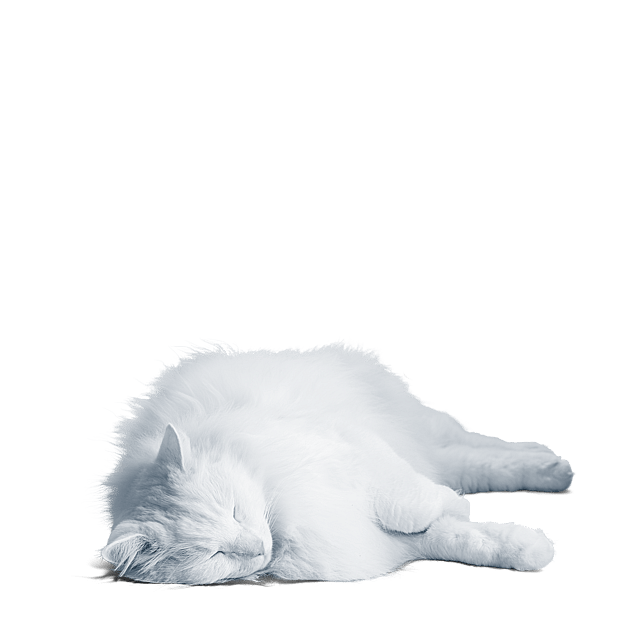 En hvid kat, der ligger på ryggen.