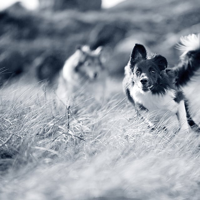 Et sort/hvidt foto af to hunde, der løber gennem højt græs.