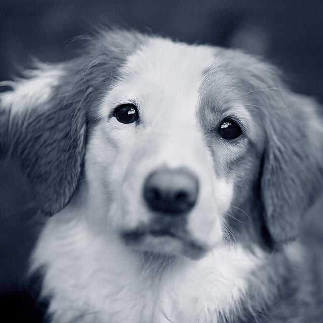 Et nærbillede af en hund.
