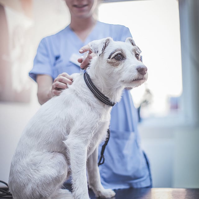 En person i en blå skjorte og blå scrubs, der klapper en hund.