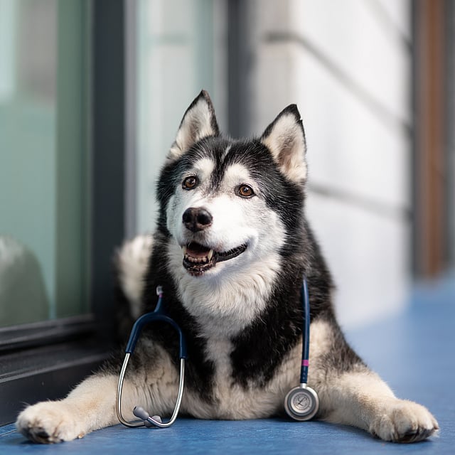 En hund med et stetoskop om halsen.