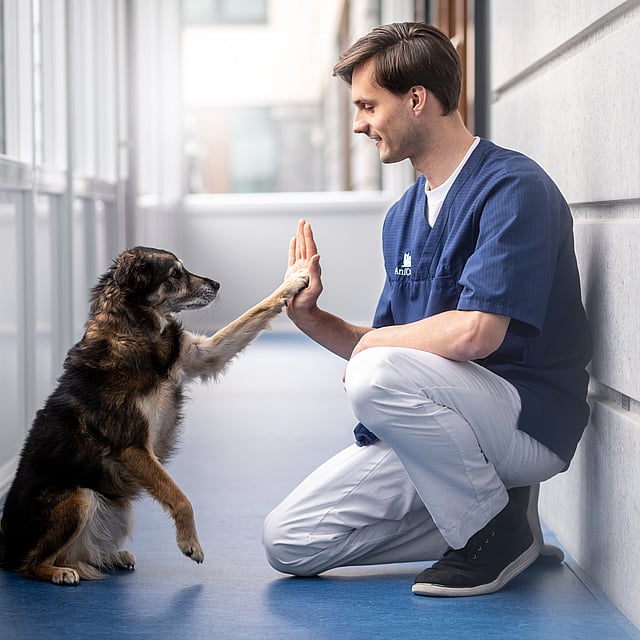 En person og hund giver high five.