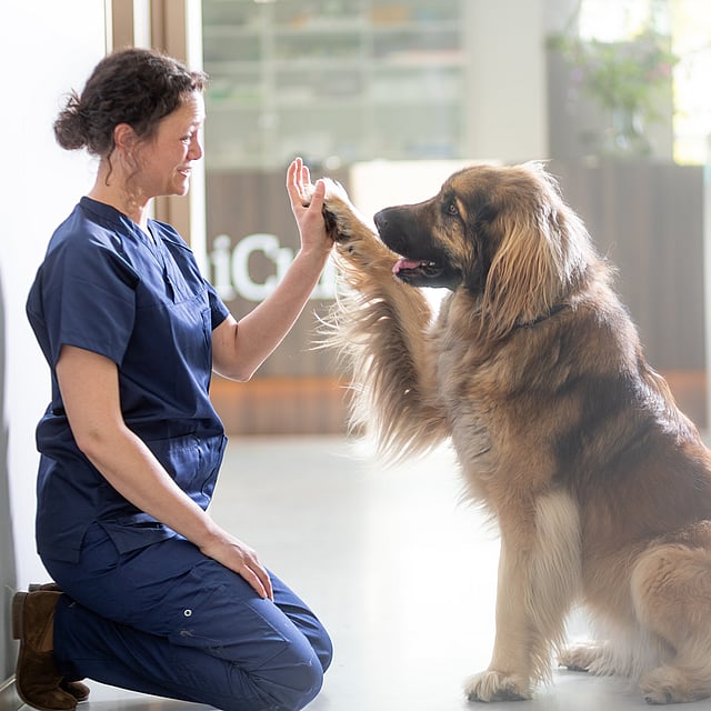En person, der giver en high five til en hund.
