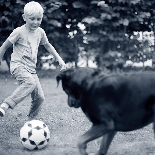 Et barn, der sparker til en fodbold med en hund.