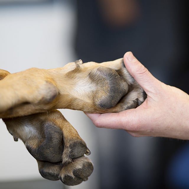 En hånd, der holder en hunds pote.
