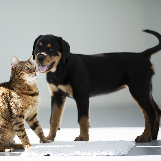 En kat og hund, der står ved siden af en person.