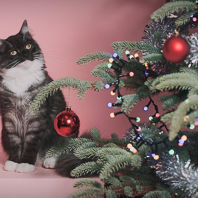 En kat, der sidder ved siden af et juletræ.