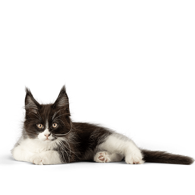 En kat, der ligger på en sort baggrund.