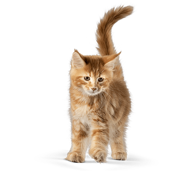 En kat, der står på en sort baggrund.