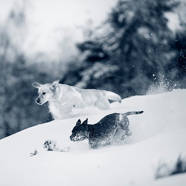 To hunde, der løber i sneen.