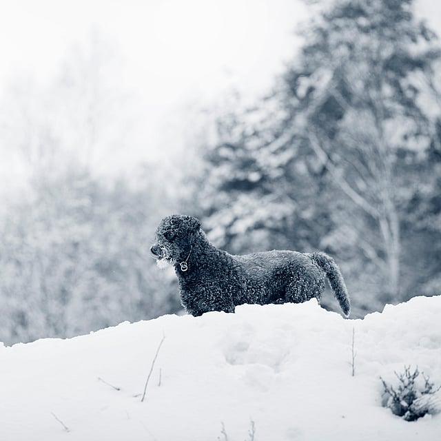 En hund, der står i sneen.
