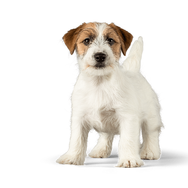 En hvid og brun hund, der står på en sort baggrund.