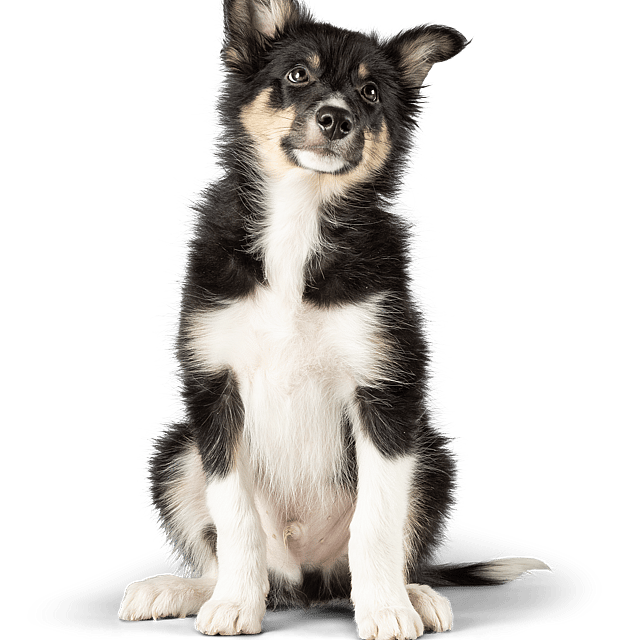 En hund, der sidder og kigger op.