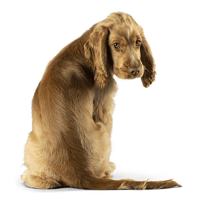 En hund, der sidder på en sort baggrund.