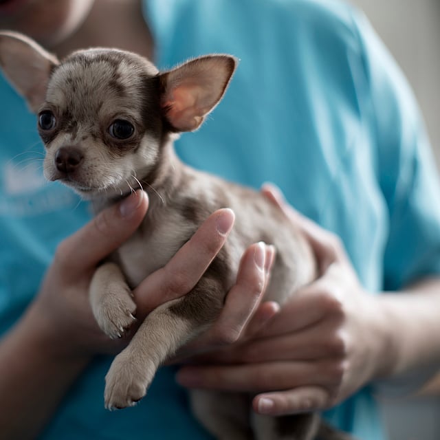En person, der holder en lille hund.