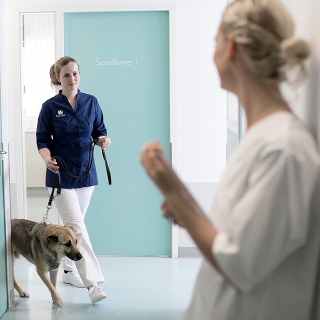 En person, der går tur med en hund i en gang.