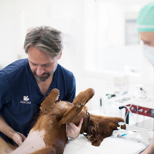 En gruppe dyrlæger, der undersøger en hund.