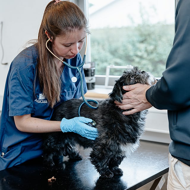 En person med et stetoskop på en hund.