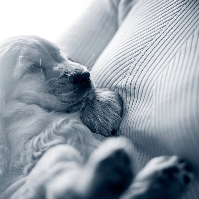En hund, der ligger på en sofa.