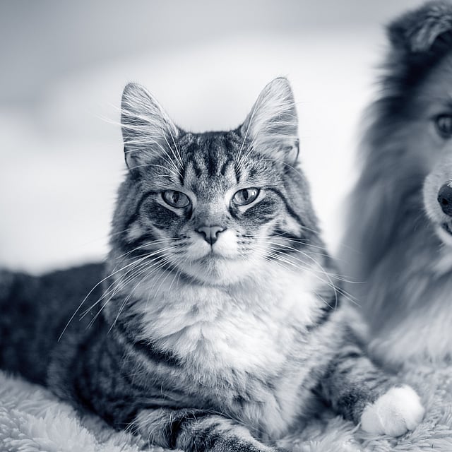 En kat og hund, der ligger på et tæppe.