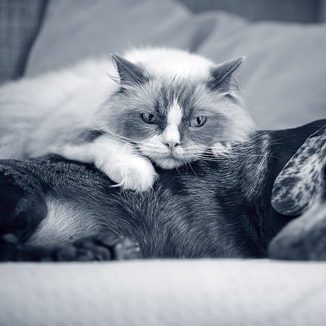 En kat, der ligger på en hund.