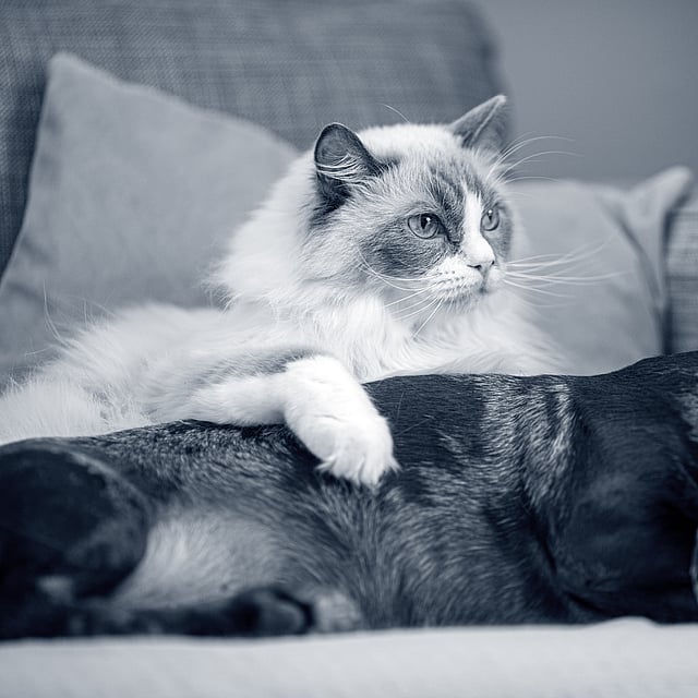 En kat, der ligger på en sofa ved siden af en hund.
