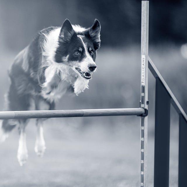 En hund, der hopper over en stang.