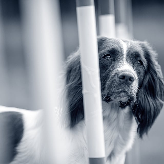 En hund, der kigger gennem et hegn.