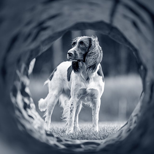 En hund, der står i et hul.