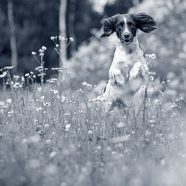 En hund, der hopper i en blomstermark.