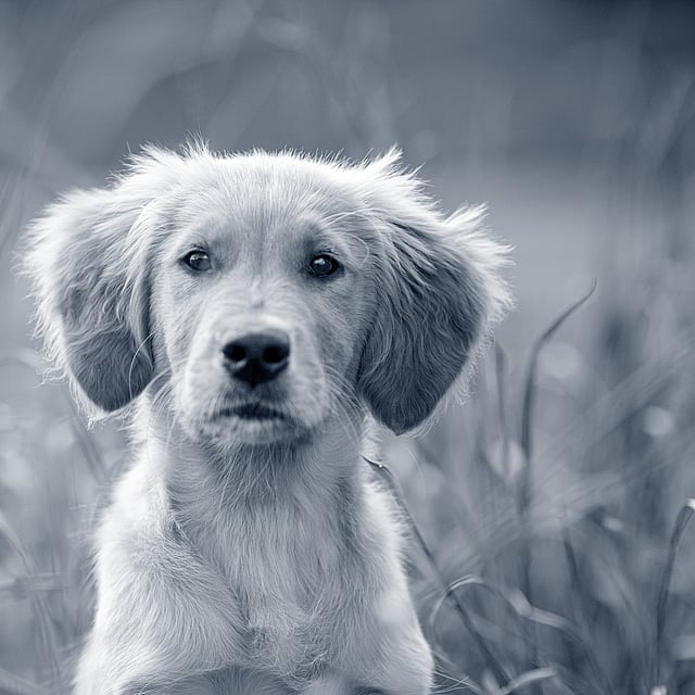 En hund, der sidder i højt græs.