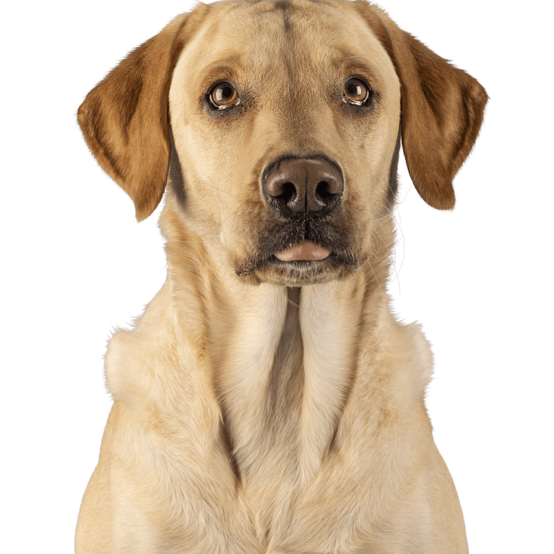 Foto af Stine, Dyrlæge