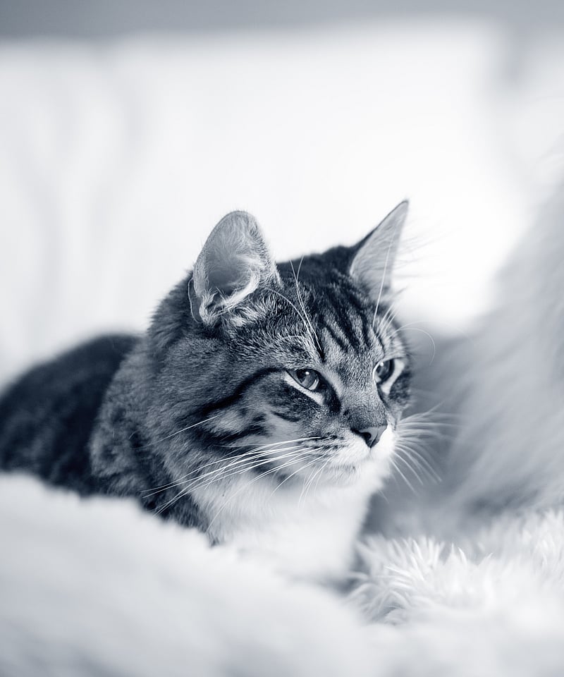 En hund og kat, der ligger på et tæppe.
