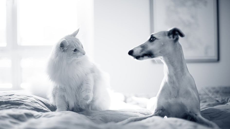 En kat og hund, der sidder på en seng.