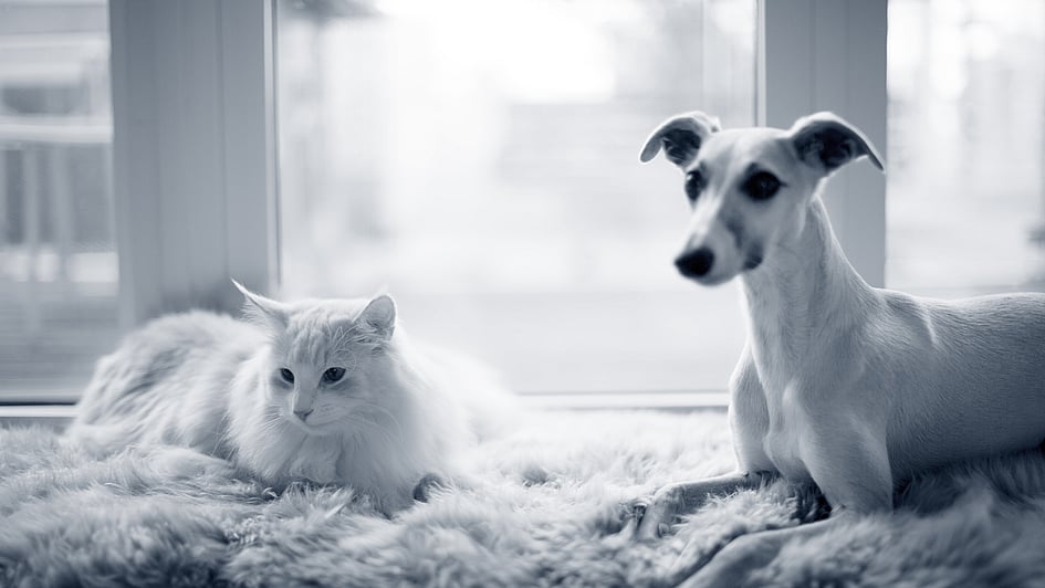 En hund og kat, der ligger på et tæppe.