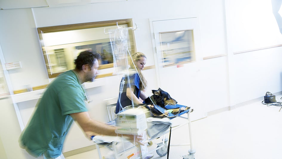 En person, der skubber en hund på en hospitalsseng.