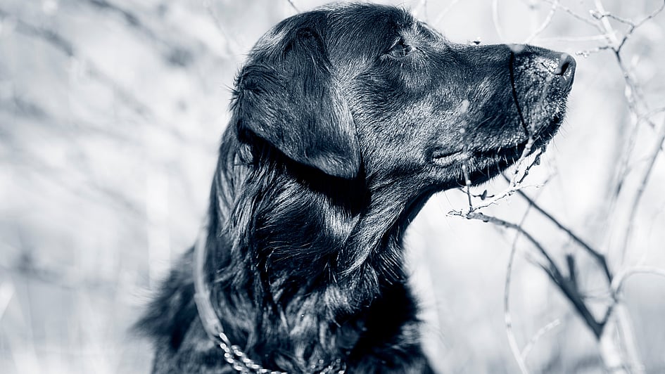 En hund, der kigger op på et træ.