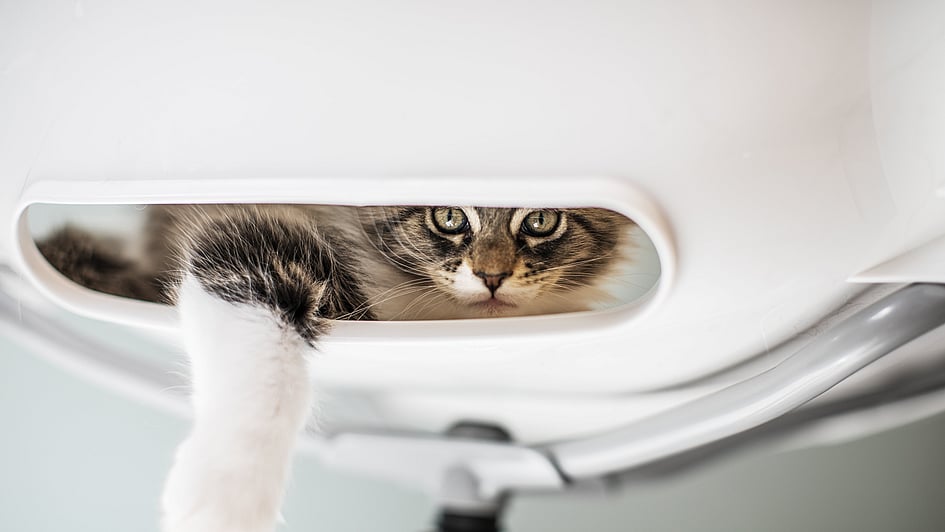 En kat, der kigger ud af en hvid genstand.