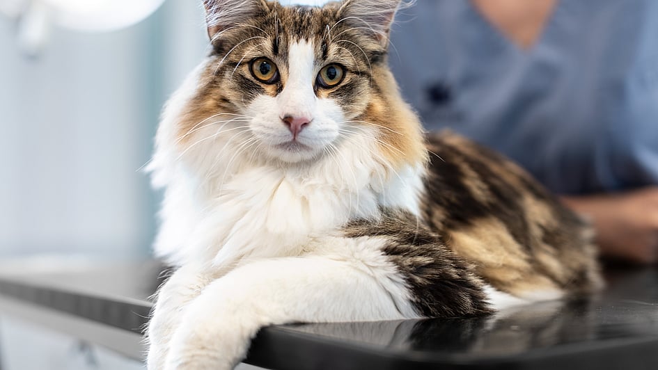 En kat, der ligger på et bord.